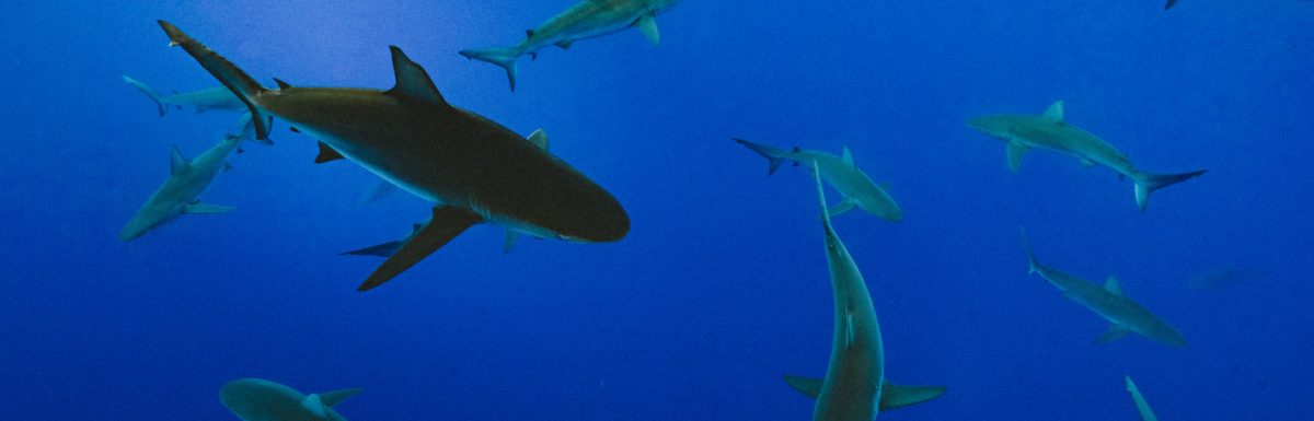 BILLSHARK Review: Automated Bill Negotiation