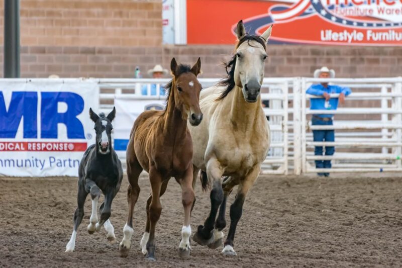 Race horses